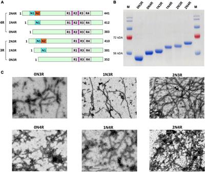 Selective Detection of Misfolded Tau From Postmortem Alzheimer’s Disease Brains